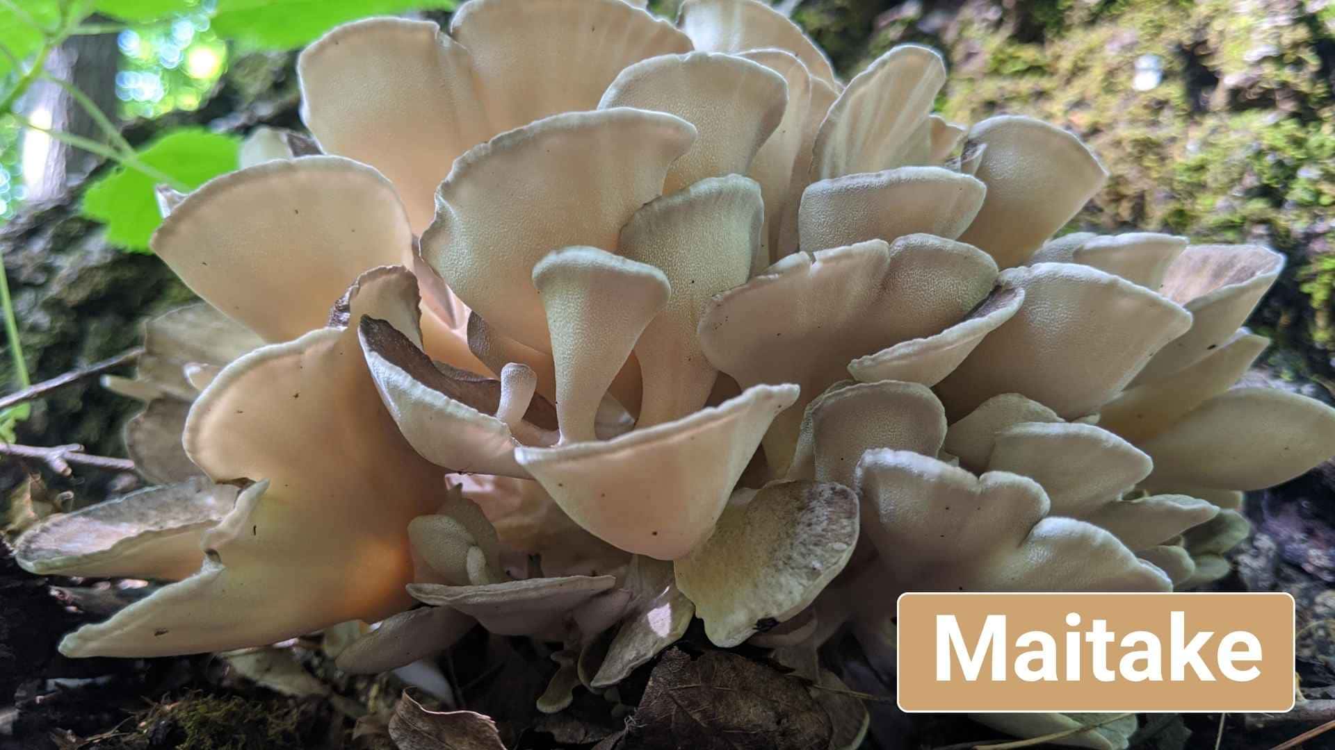 maitake para perros